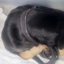 Thumbnail photo of Peanut #2