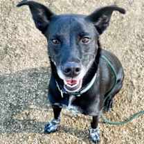 Thumbnail photo of Tripp #3