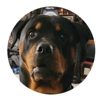 Thumbnail photo of Stella #1