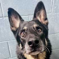 Thumbnail photo of Cassian #2