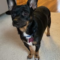 Thumbnail photo of Dog #1