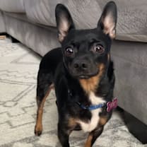 Thumbnail photo of Dog #2