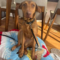 Thumbnail photo of Aubrey #1