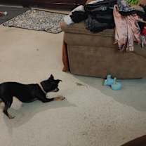 Thumbnail photo of Willow Grace #2