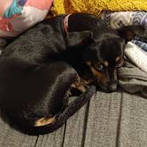 Thumbnail photo of Willow Grace #1