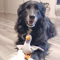 Thumbnail photo of Willy #3