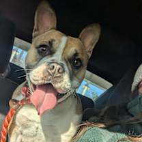 Thumbnail photo of Blanche #1