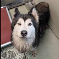 Thumbnail photo of Dexter #3