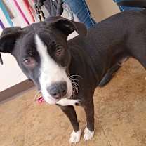 Thumbnail photo of Toby #1