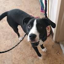 Thumbnail photo of Toby #2