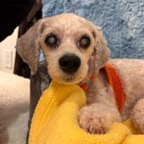 Thumbnail photo of Spencer 13647 #3