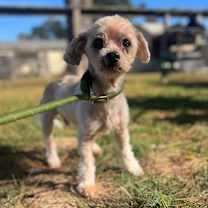 Thumbnail photo of Scrat #1