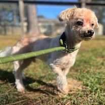 Thumbnail photo of Scrat #2