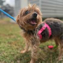 Thumbnail photo of Ms. Bella #3