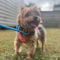 Thumbnail photo of Ms. Bella #4