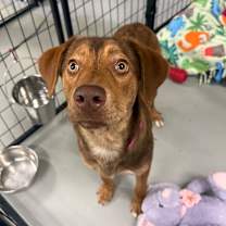 Thumbnail photo of Shiloh #1