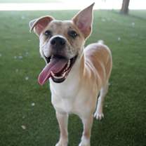 Thumbnail photo of Huckleberry #1