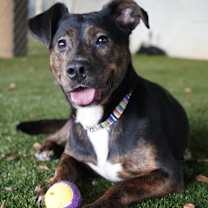 Thumbnail photo of Whim #1