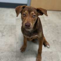 Thumbnail photo of Shiloh #2