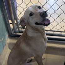 Thumbnail photo of Bella #2