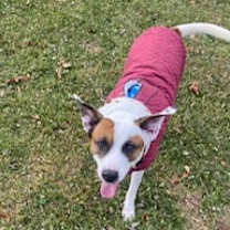 Thumbnail photo of Ralphie #1