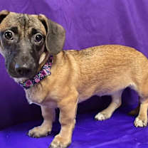 Thumbnail photo of Jazz - FKA Tazi #2