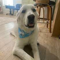 Thumbnail photo of Buddy #1