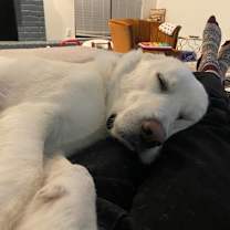 Thumbnail photo of Buddy #2