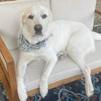 Thumbnail photo of Buddy #3