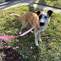 Thumbnail photo of Pluto #1