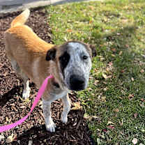 Thumbnail photo of Pluto #2