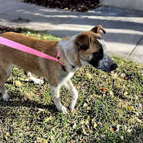 Thumbnail photo of Pluto #3