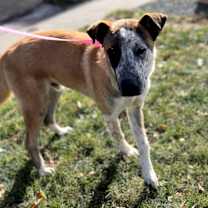 Thumbnail photo of Pluto #4