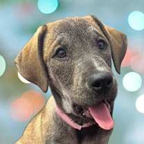 Thumbnail photo of Holland #1