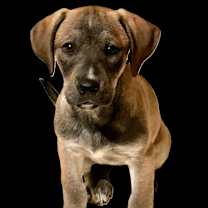 Thumbnail photo of Holland #3