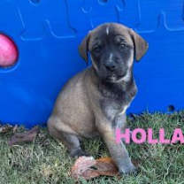 Thumbnail photo of Holland #4