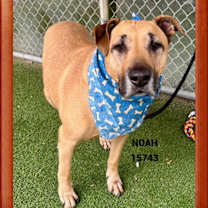 Thumbnail photo of NOAH #1