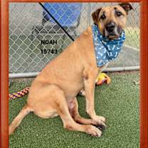 Thumbnail photo of NOAH #2