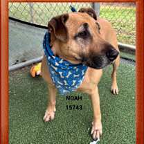 Thumbnail photo of NOAH #3