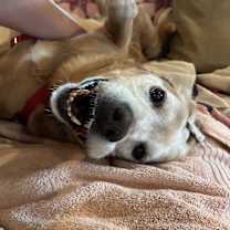 Thumbnail photo of Sammy #4