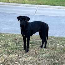 Thumbnail photo of PEPSI #3