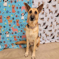 Thumbnail photo of Freya #2