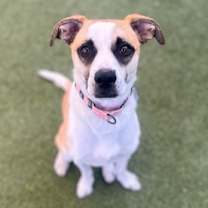 Thumbnail photo of Hawthorne #1