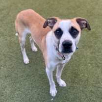 Thumbnail photo of Hawthorne #3