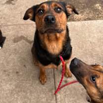 Thumbnail photo of Cora #2