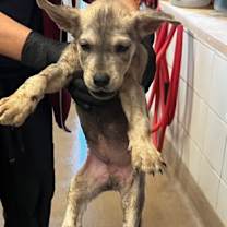 Thumbnail photo of Dancer #2