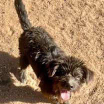 Thumbnail photo of Elvis #3