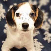 Thumbnail photo of Glitter #1