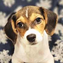 Thumbnail photo of Sparkle #1