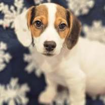 Thumbnail photo of Sparkle #2